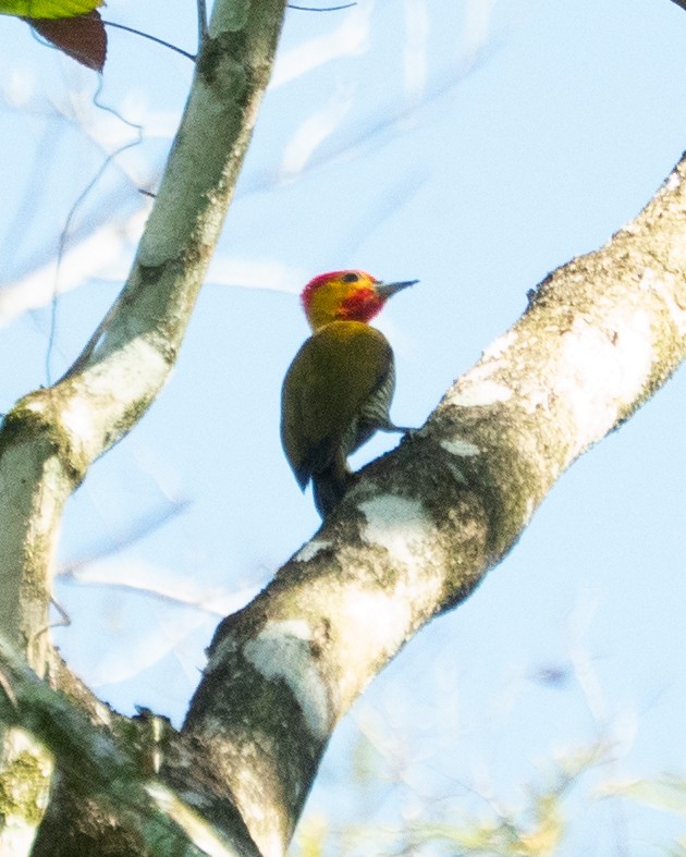 Yellow-throated Woodpecker - ML644114864