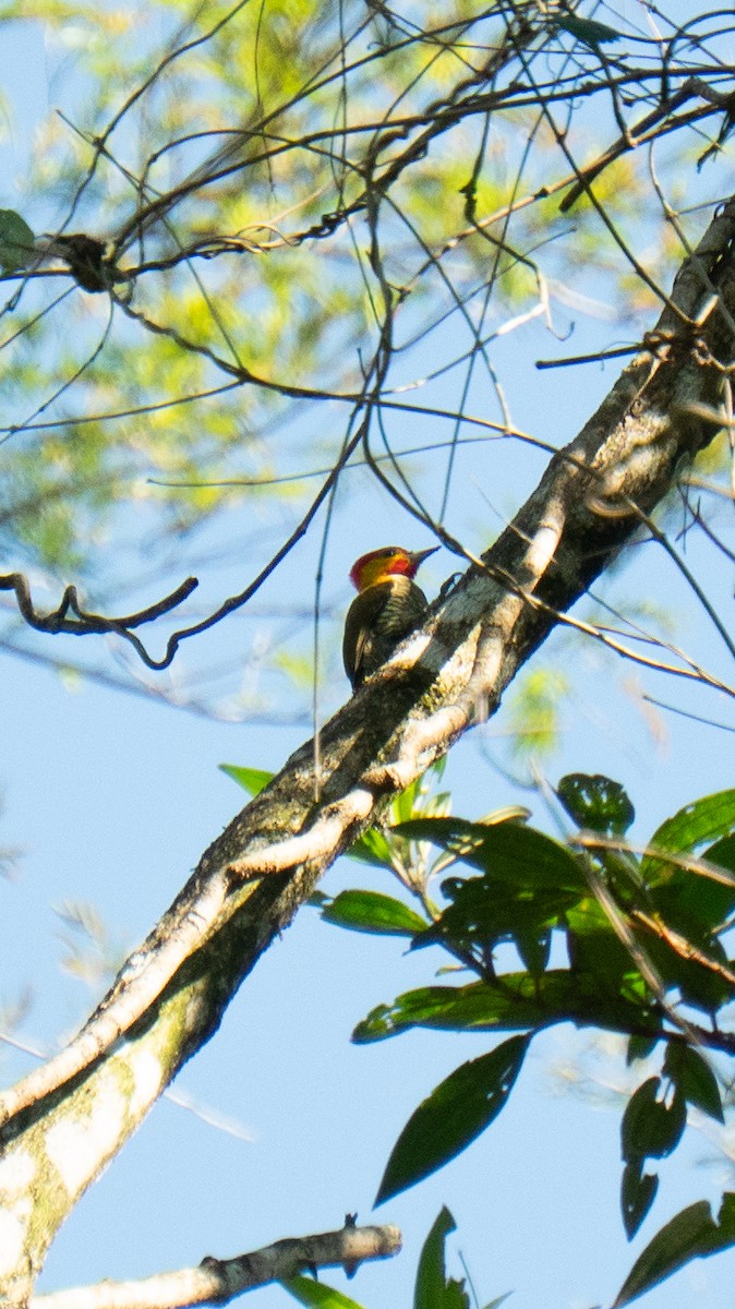 Yellow-throated Woodpecker - ML644114865