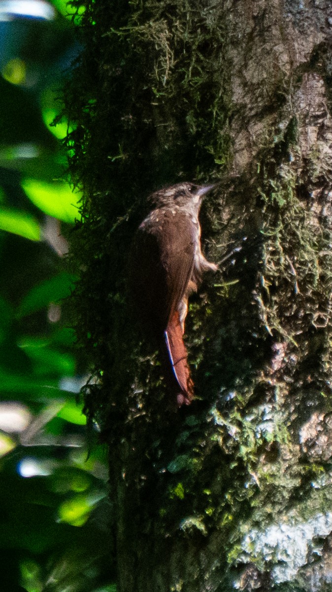 Lesser Woodcreeper - ML644114868
