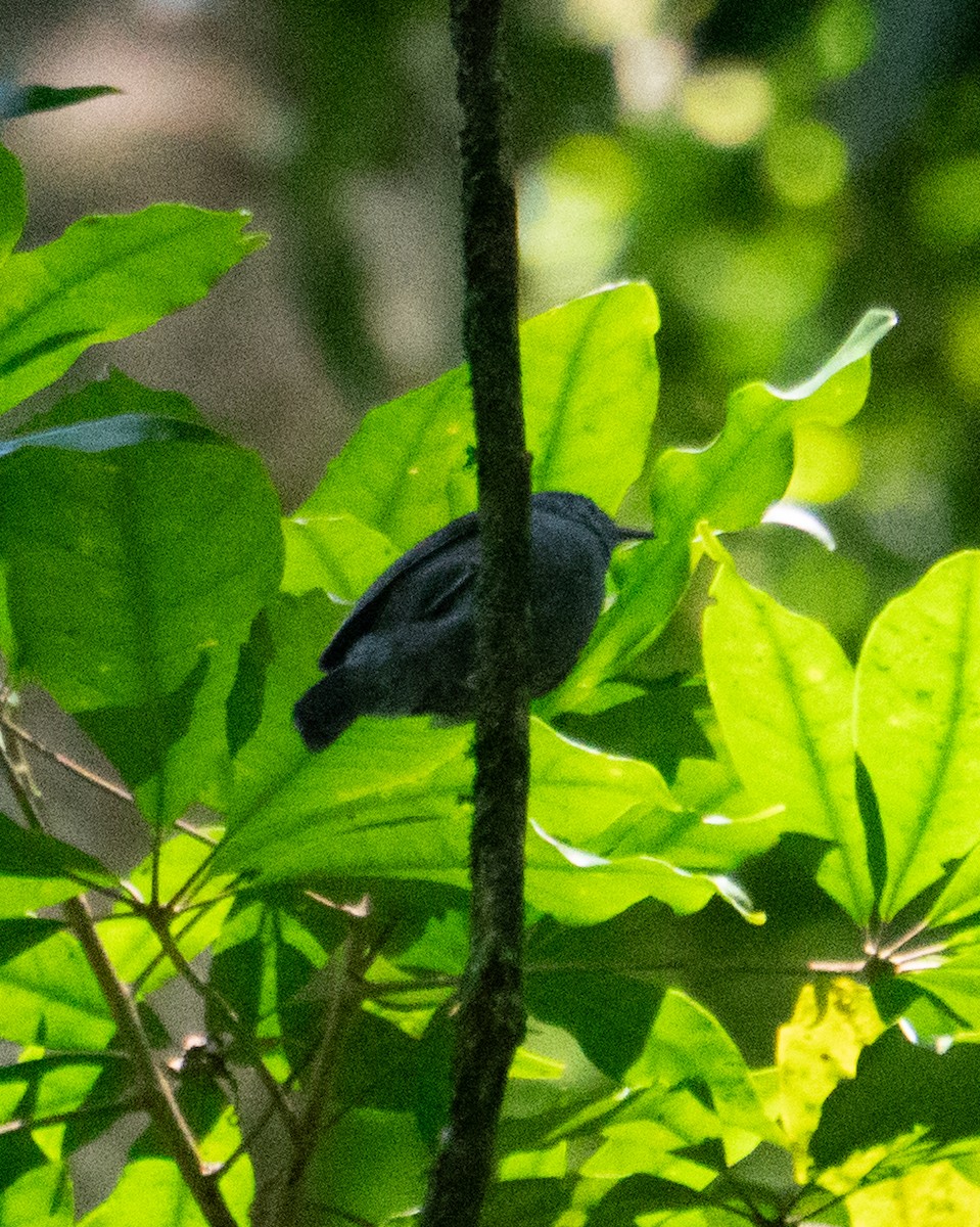 ムジヒメアリサザイ - ML644114873