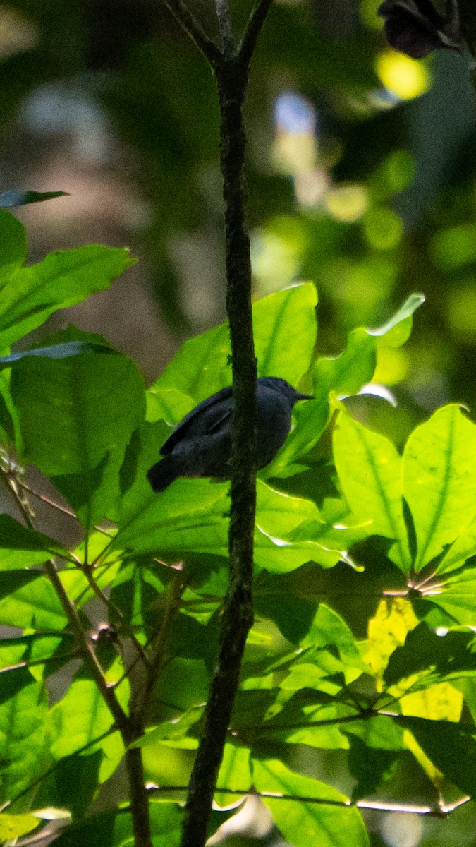 ムジヒメアリサザイ - ML644114874