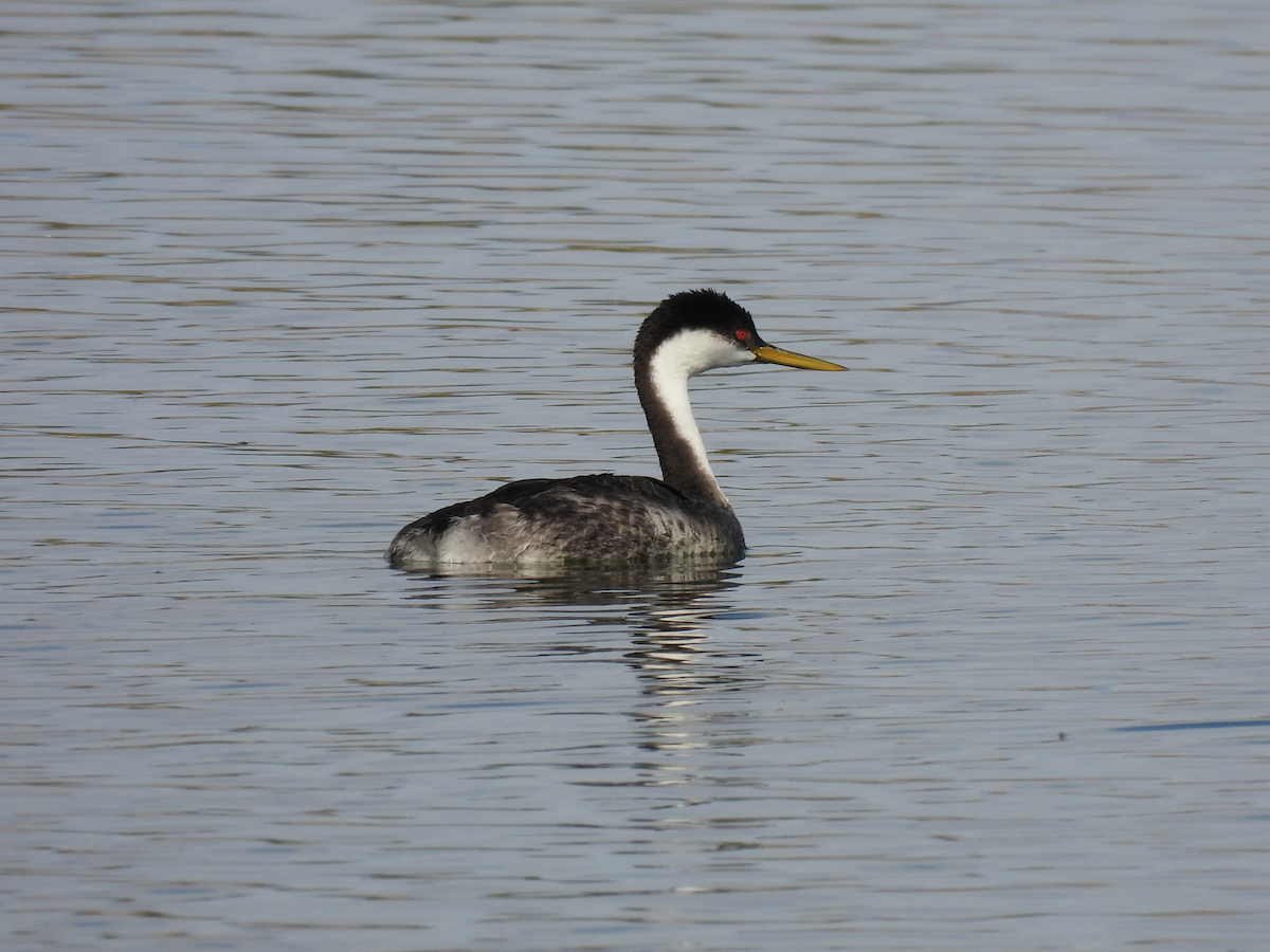 Western Grebe - ML644114883
