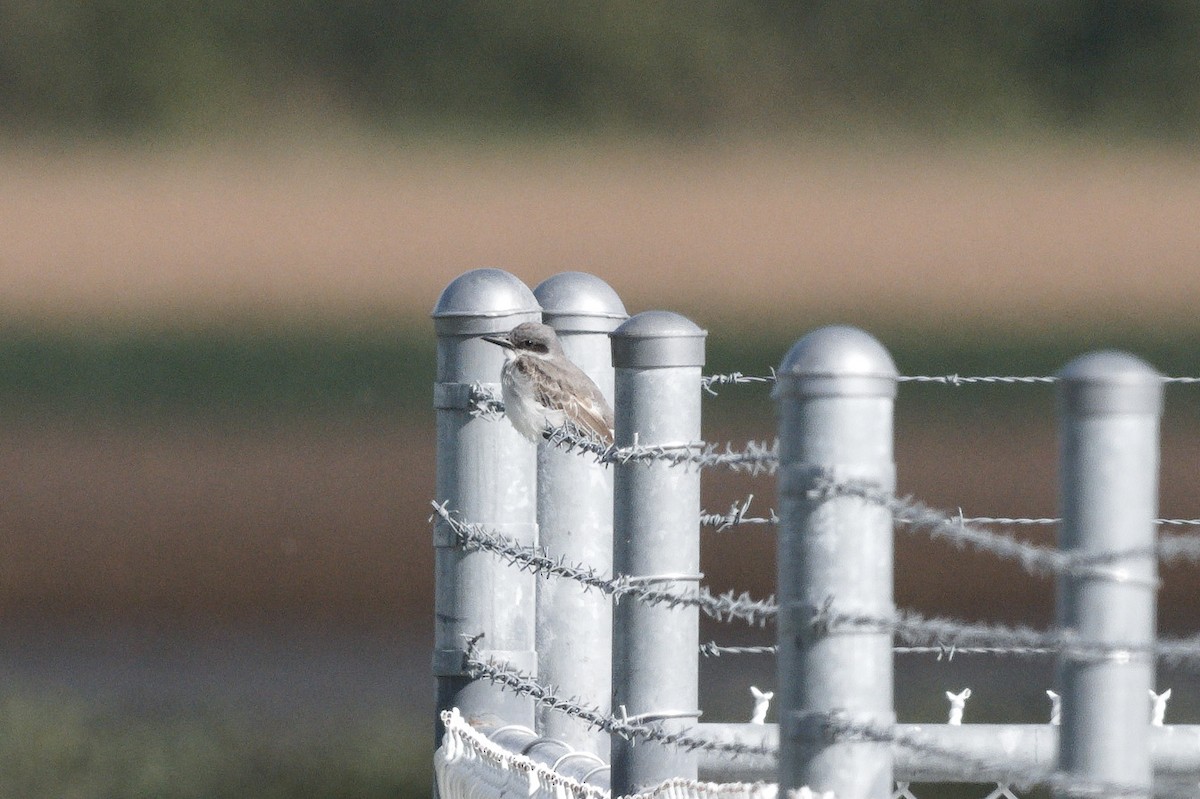 Gray Kingbird - ML644114886