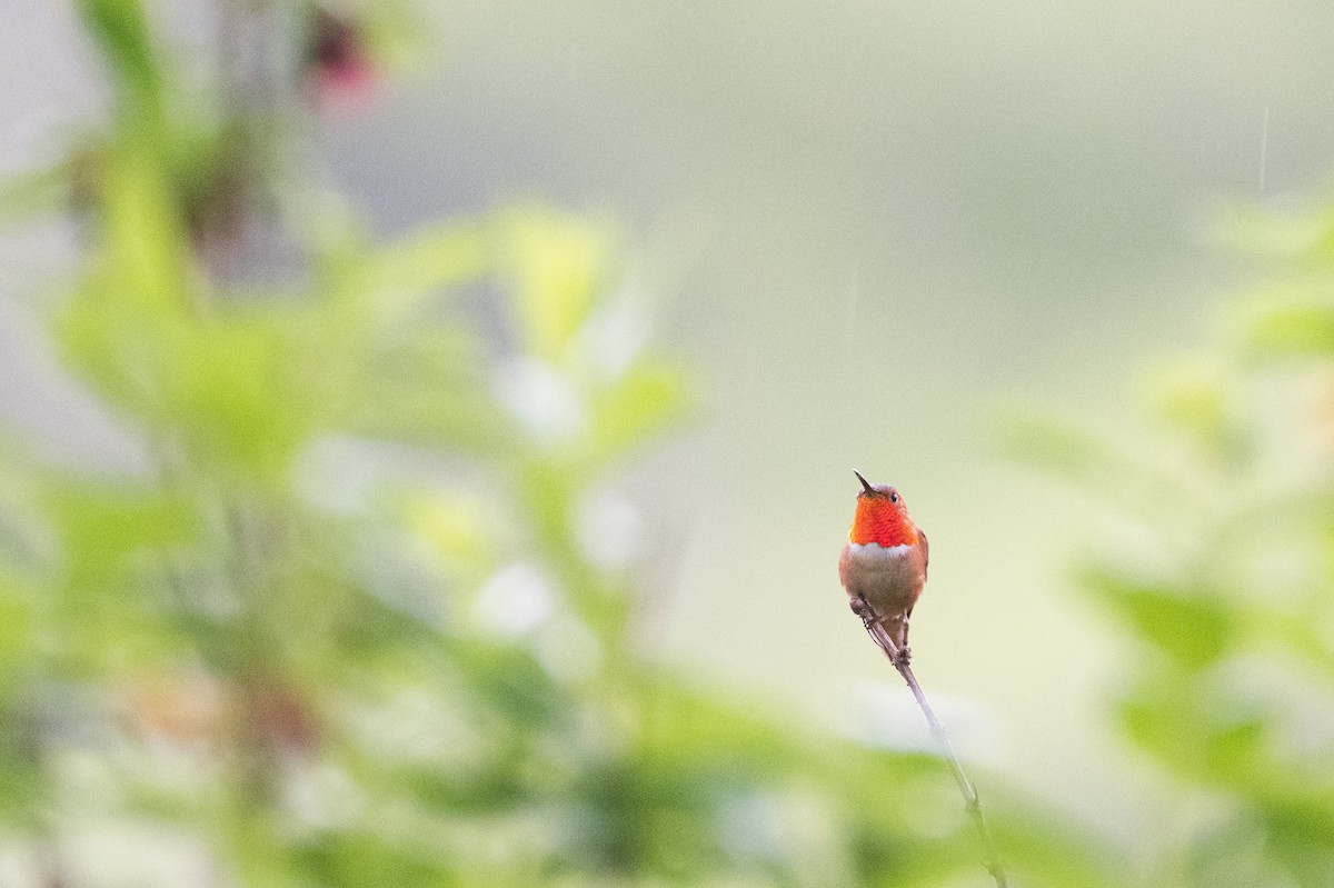 Allen's Hummingbird - ML644114888