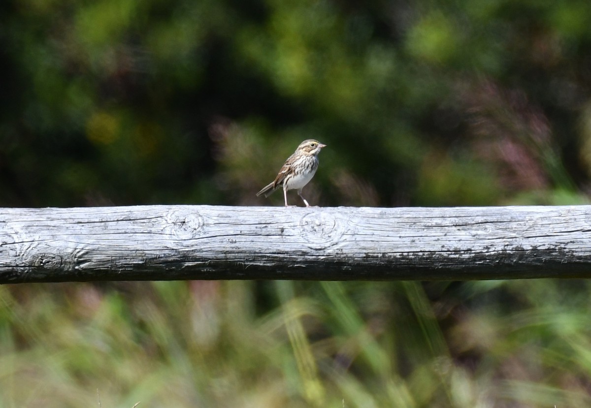Savannah Sparrow - ML644114889
