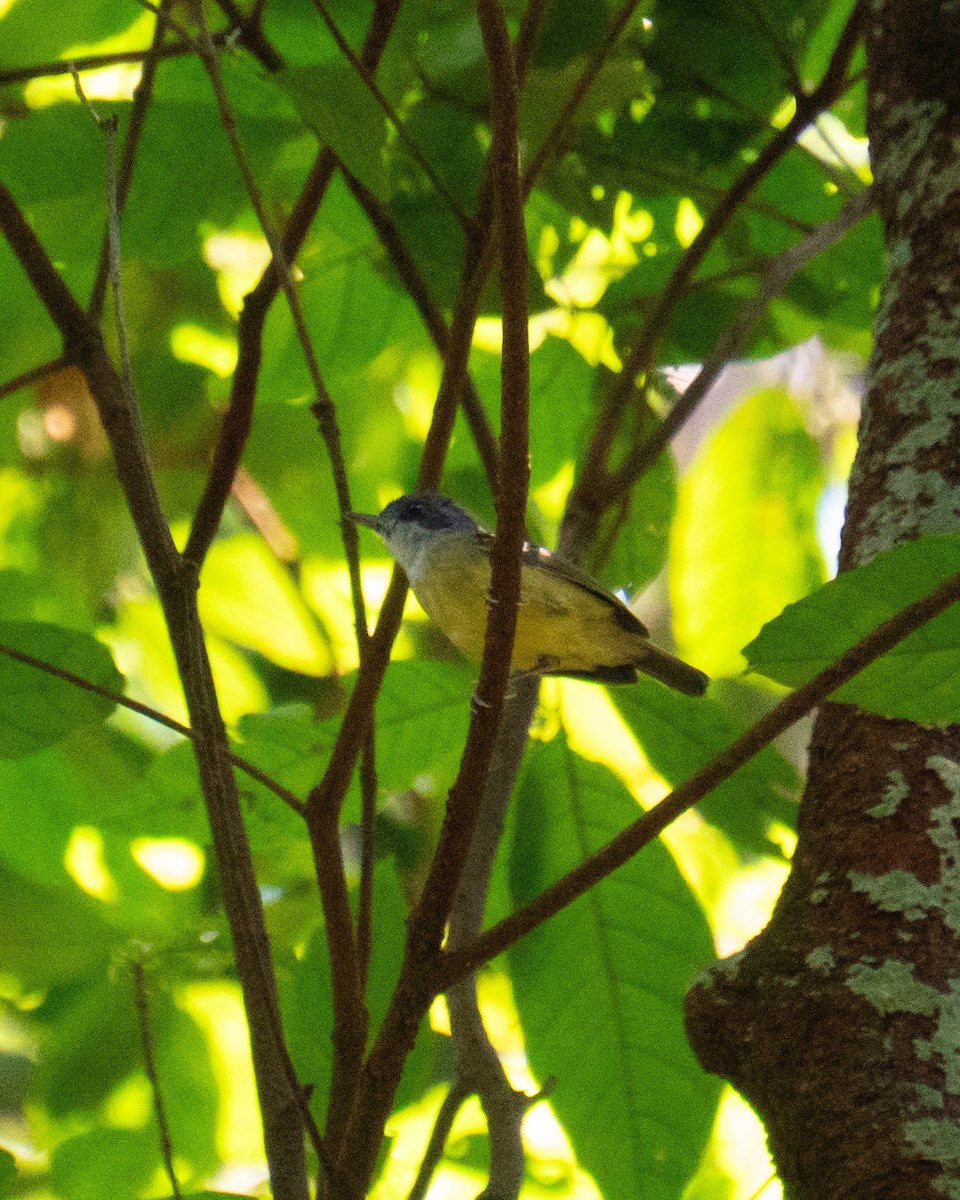 Plain Antvireo - ML644114893