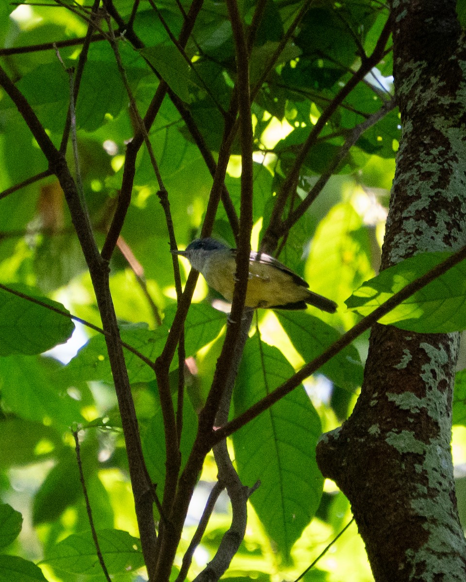 Plain Antvireo - ML644114894