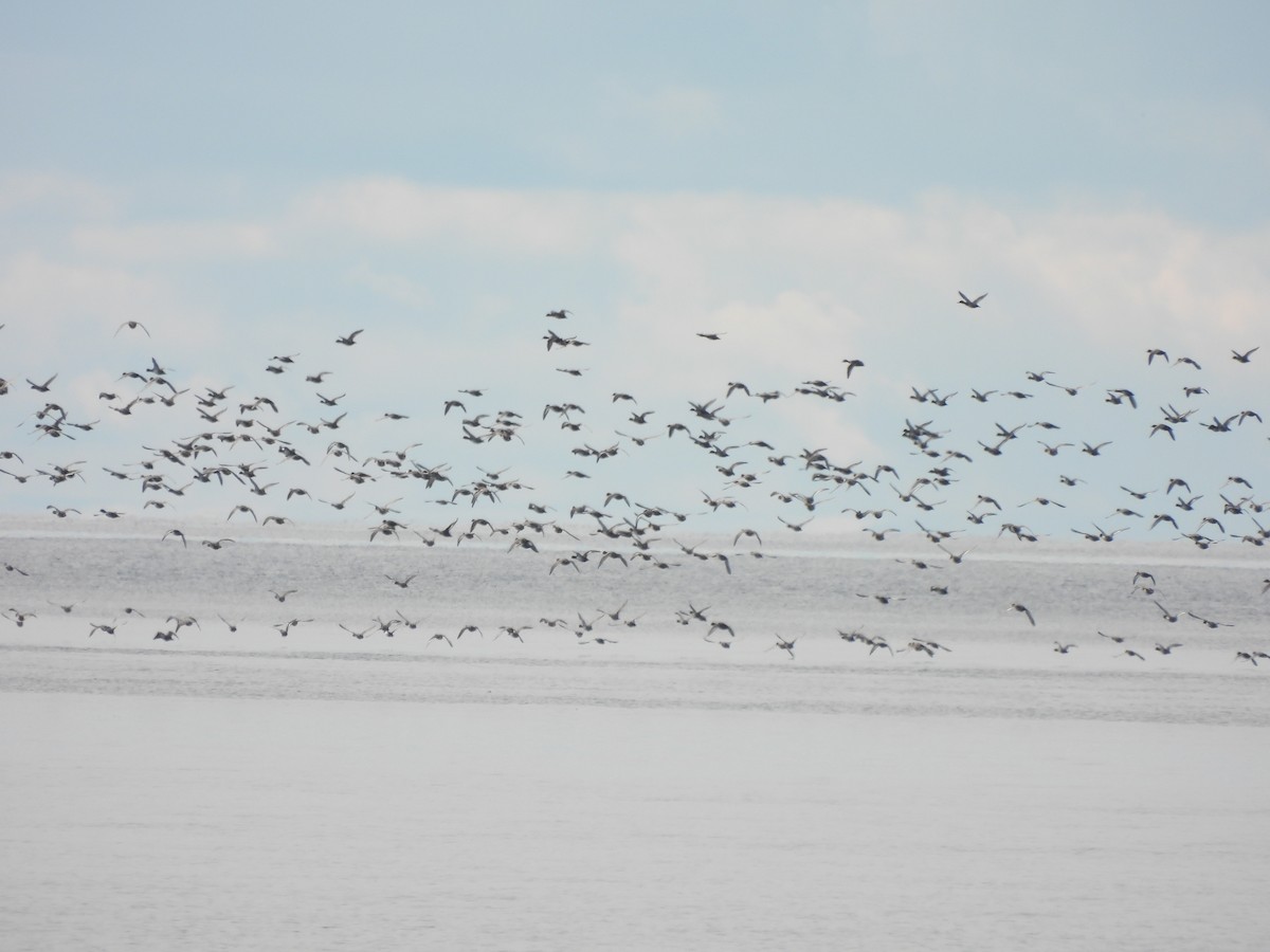 Greater/Lesser Scaup - ML644114895