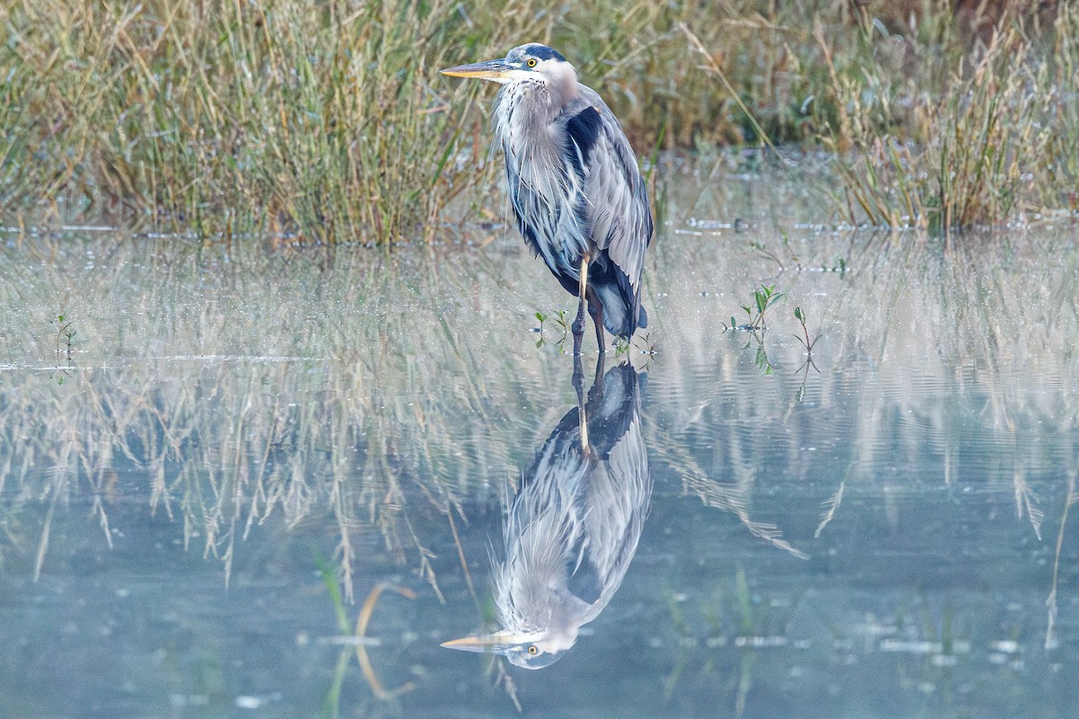 Great Blue Heron - ML644114917