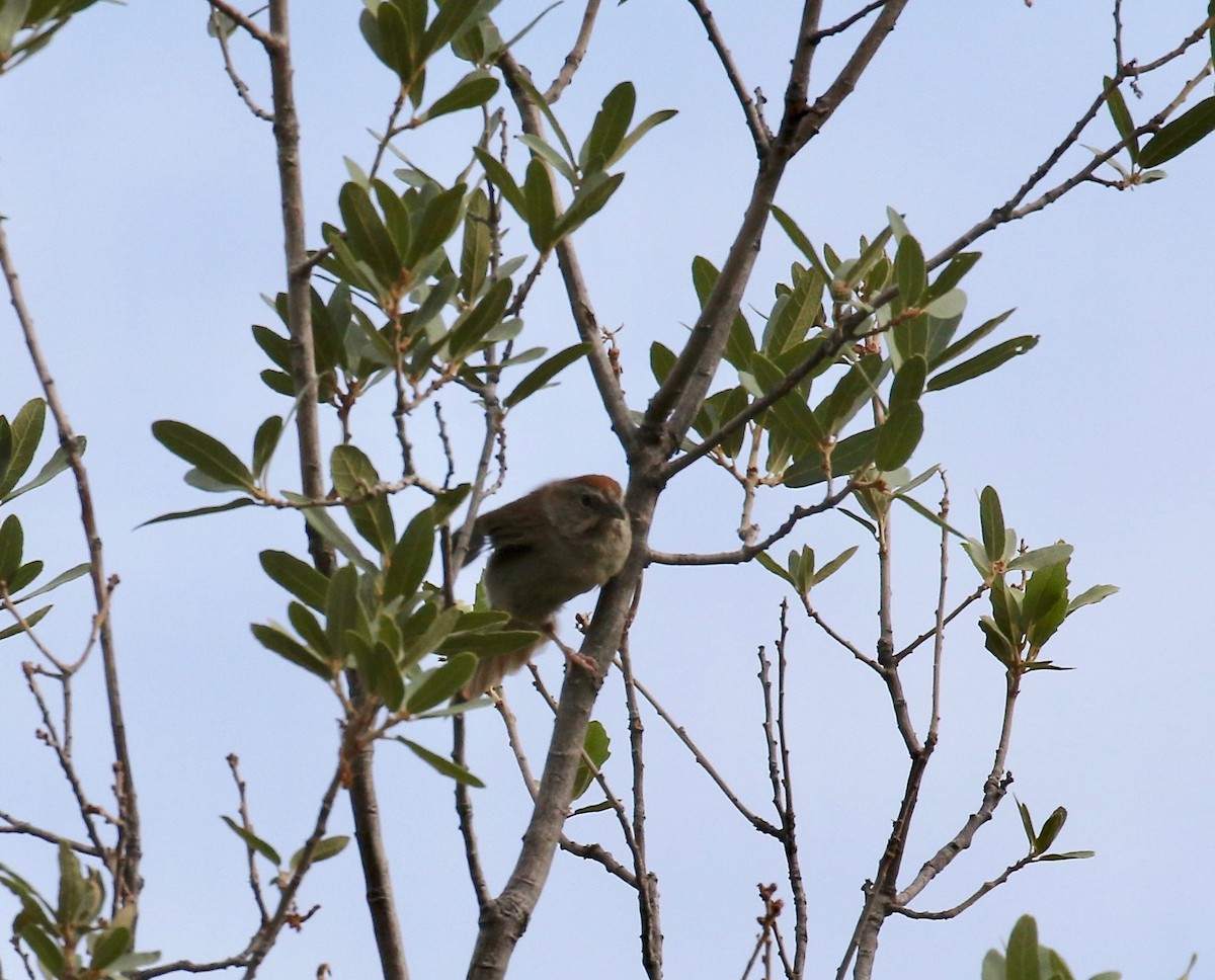 Rufous-crowned Sparrow - ML644114918