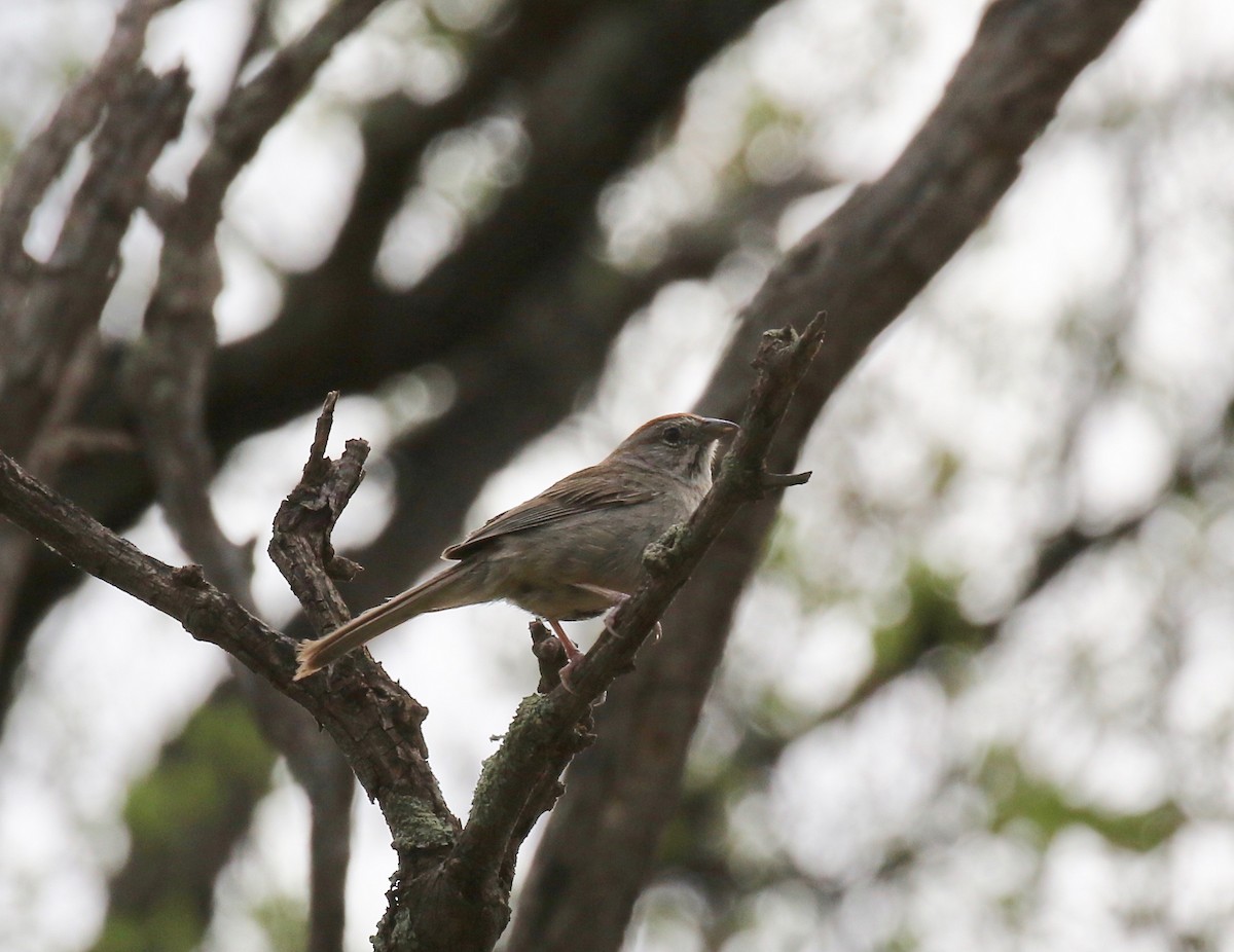 Rufous-crowned Sparrow - ML644114919