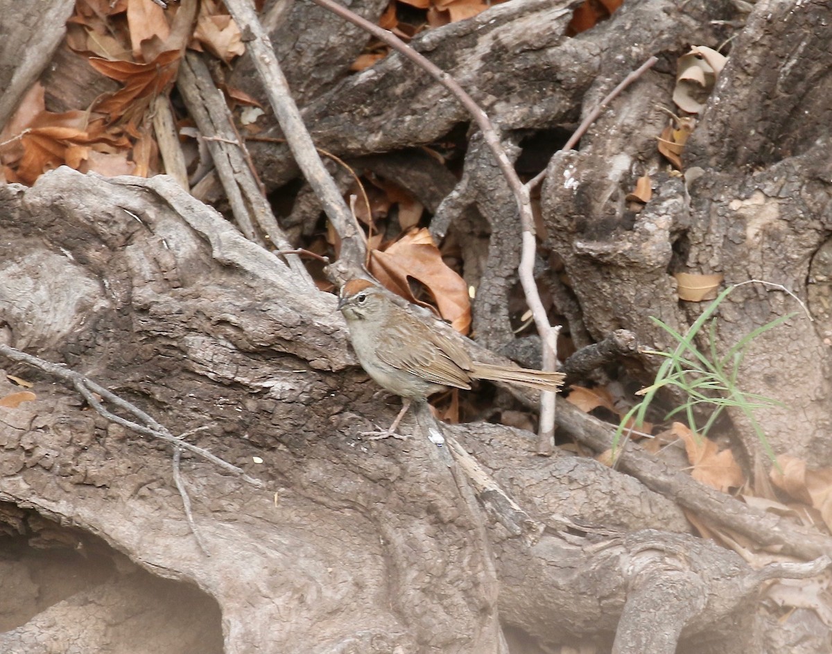Rufous-crowned Sparrow - ML644114920