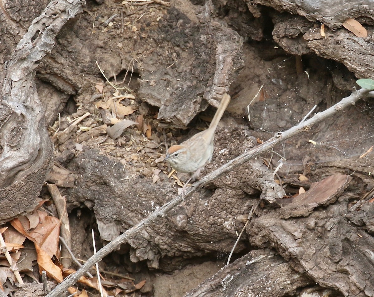 Rufous-crowned Sparrow - ML644114921