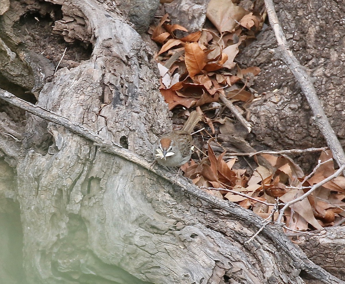 Rufous-crowned Sparrow - ML644114922