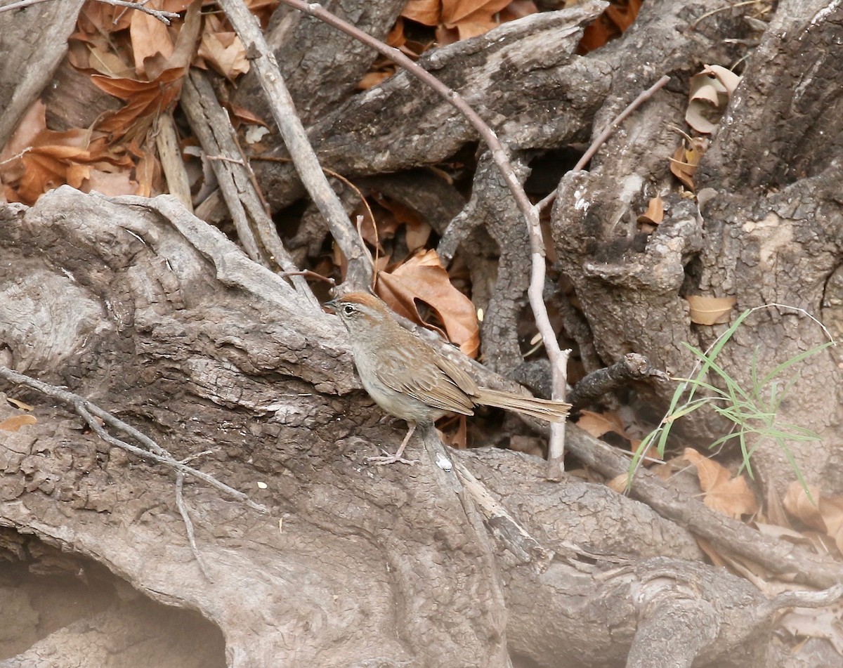Rufous-crowned Sparrow - ML644114923