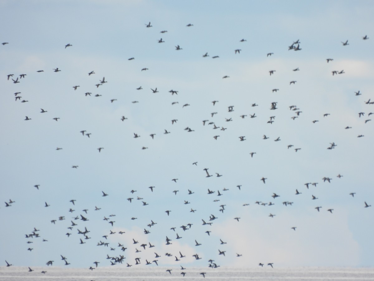 Greater/Lesser Scaup - ML644114926