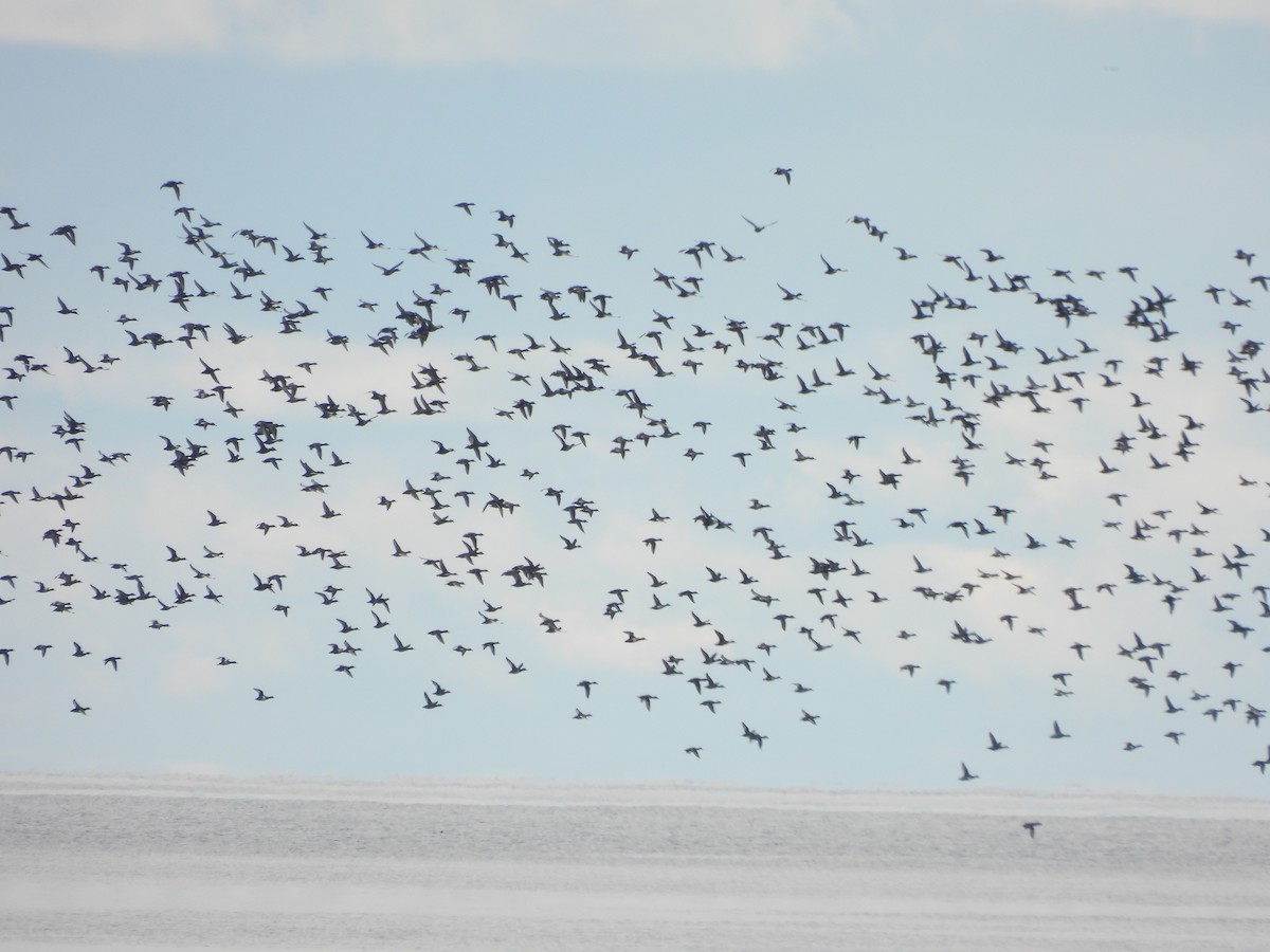 Greater/Lesser Scaup - ML644114928