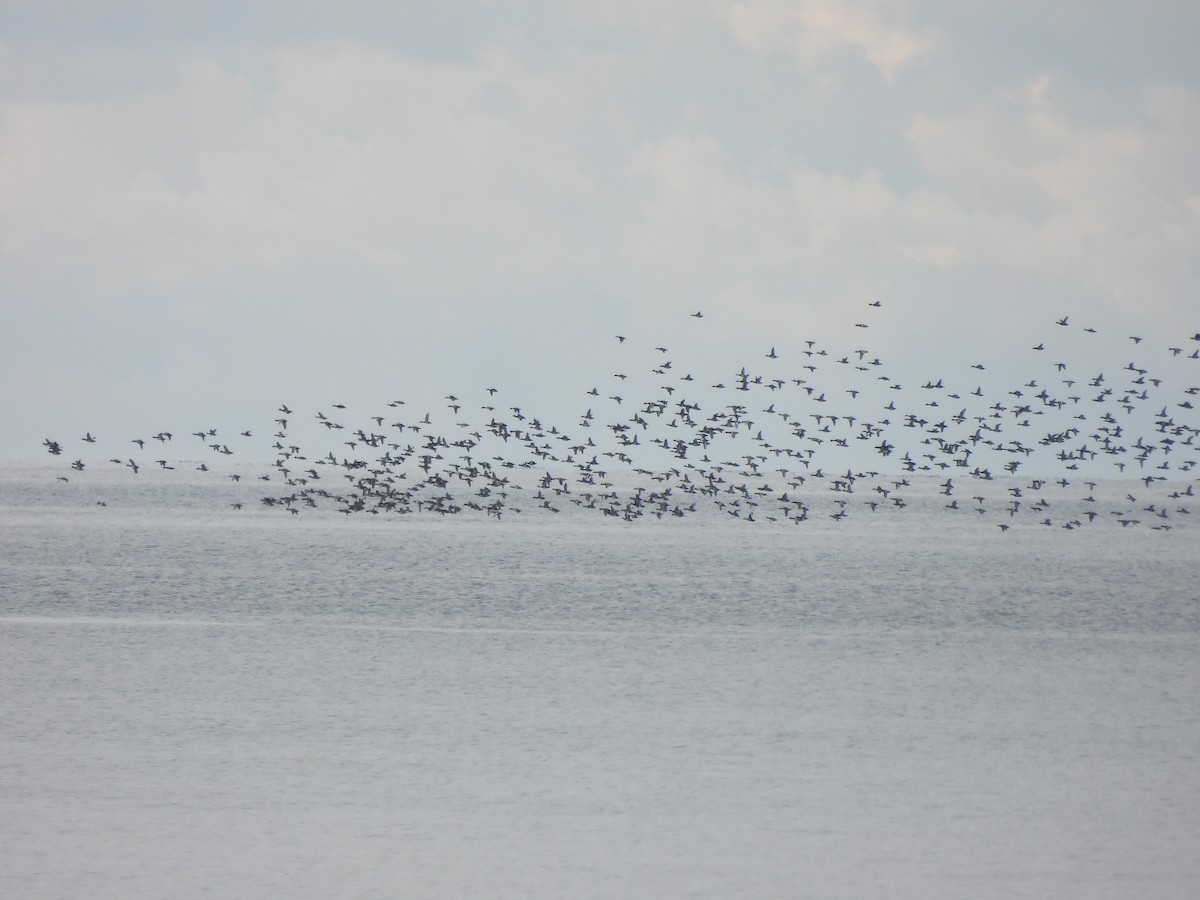 Greater/Lesser Scaup - ML644114929