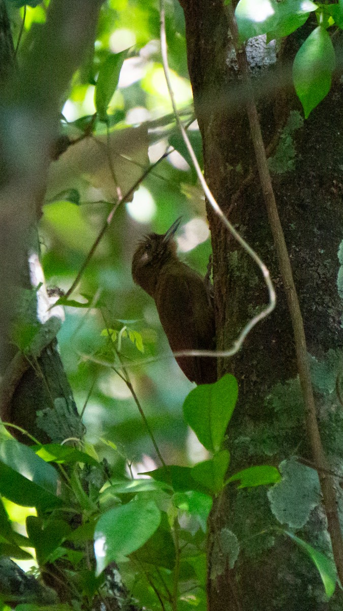 ミナミコオニキバシリ（turdina） - ML644114934