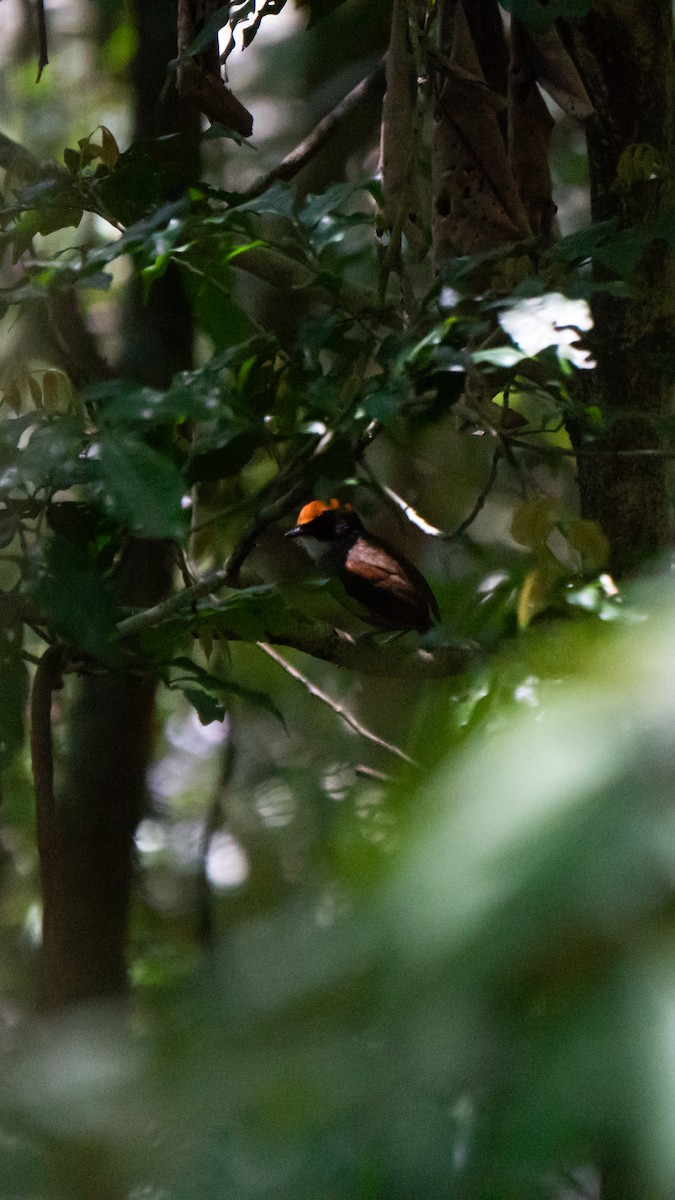 Black-cheeked Gnateater - ML644114943