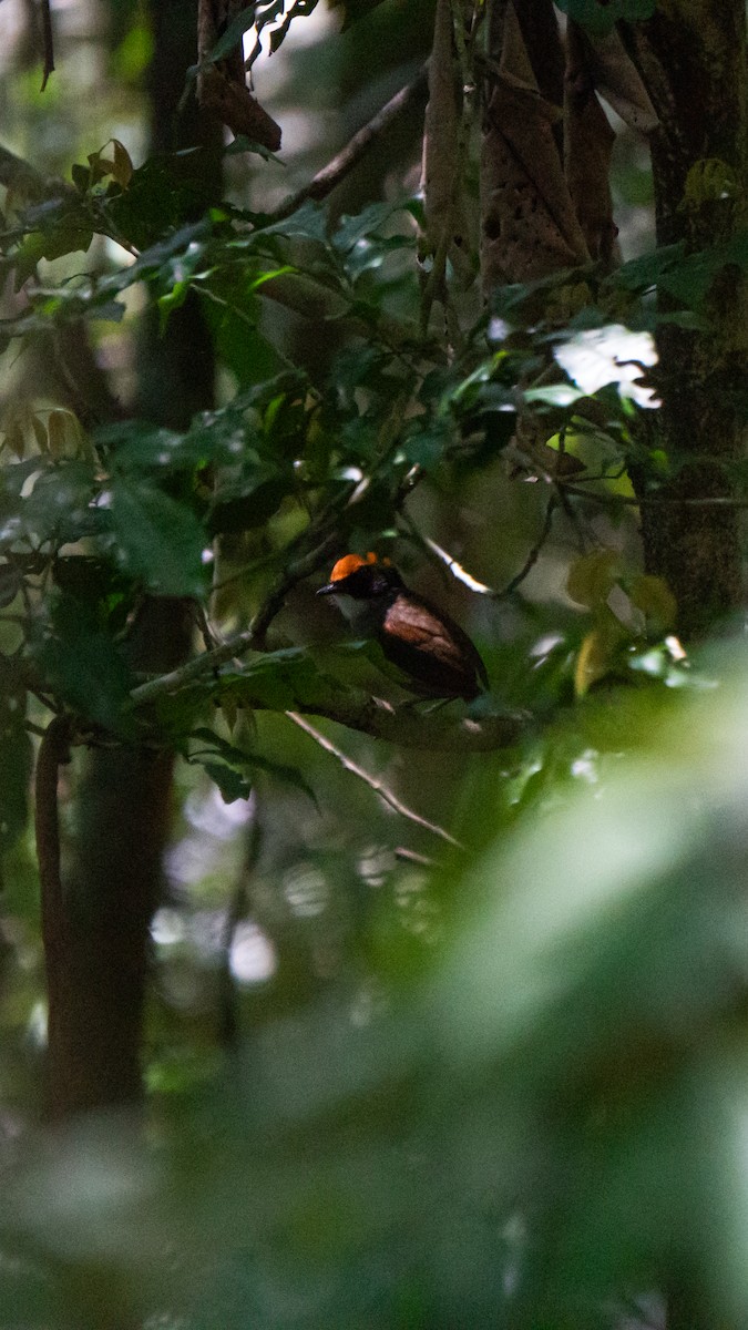 Black-cheeked Gnateater - ML644114944