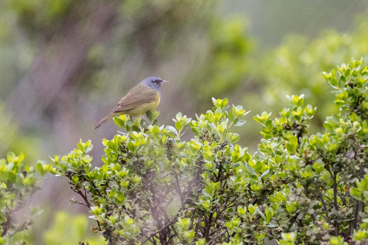 MacGillivray's Warbler - ML644114945