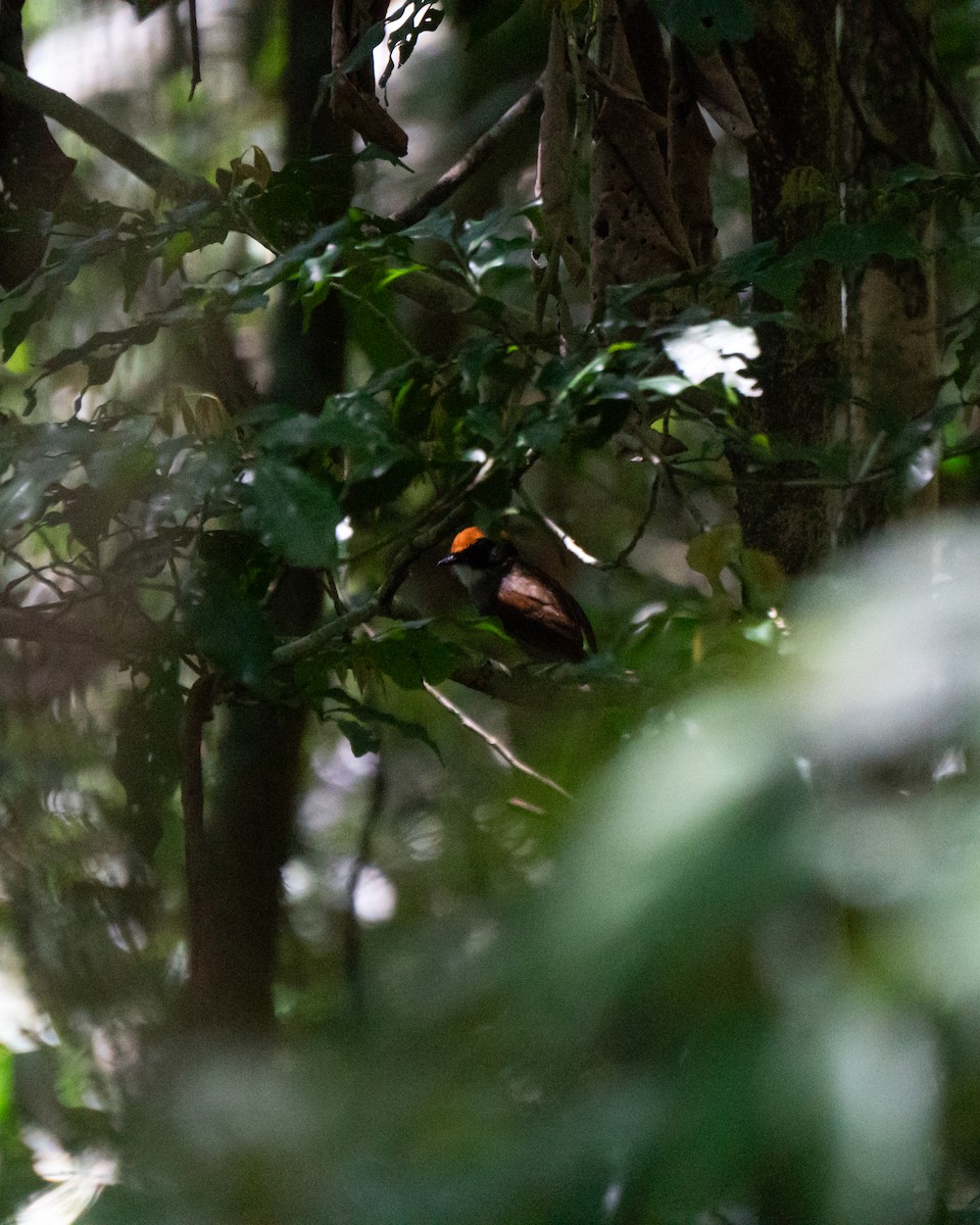 Black-cheeked Gnateater - ML644114946