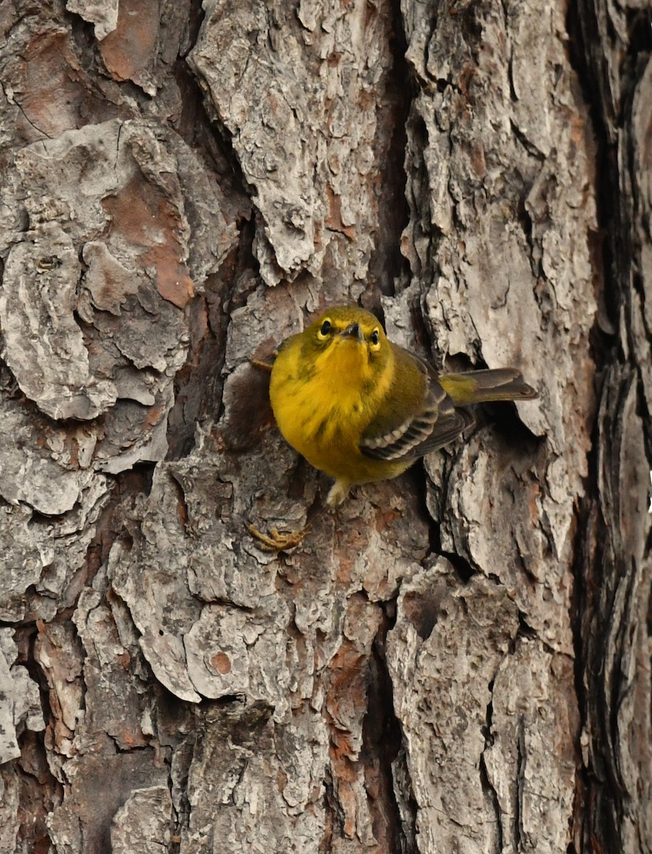 Pine Warbler - ML644114947