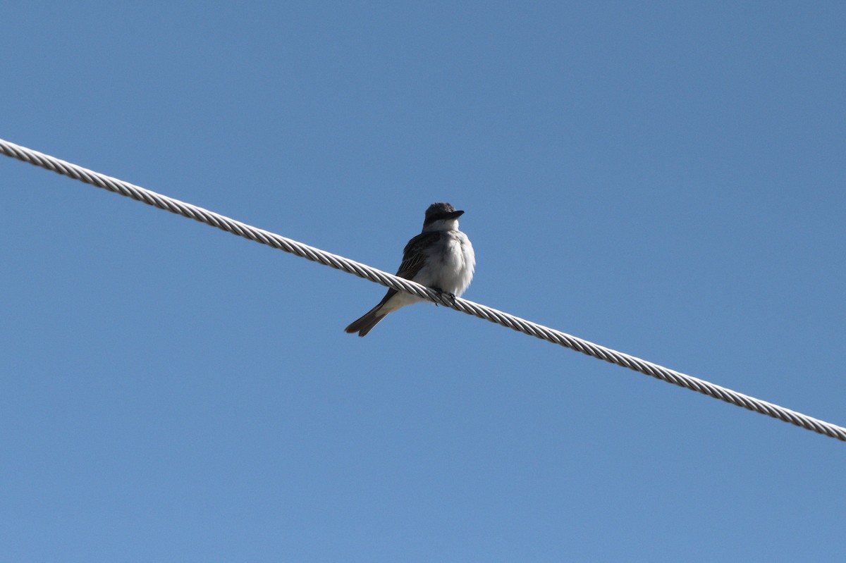 Gray Kingbird - ML644114955