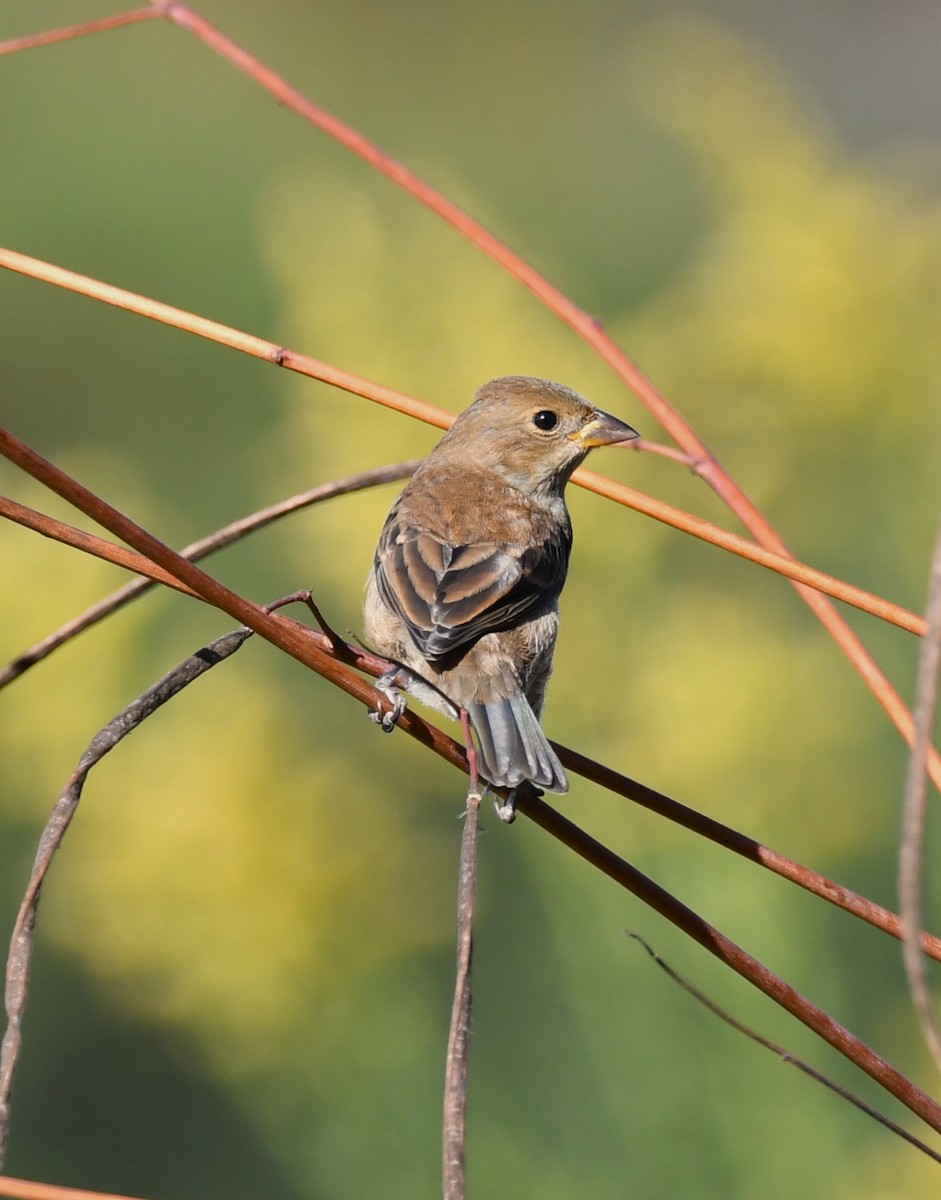 Indigo Bunting - ML644114959