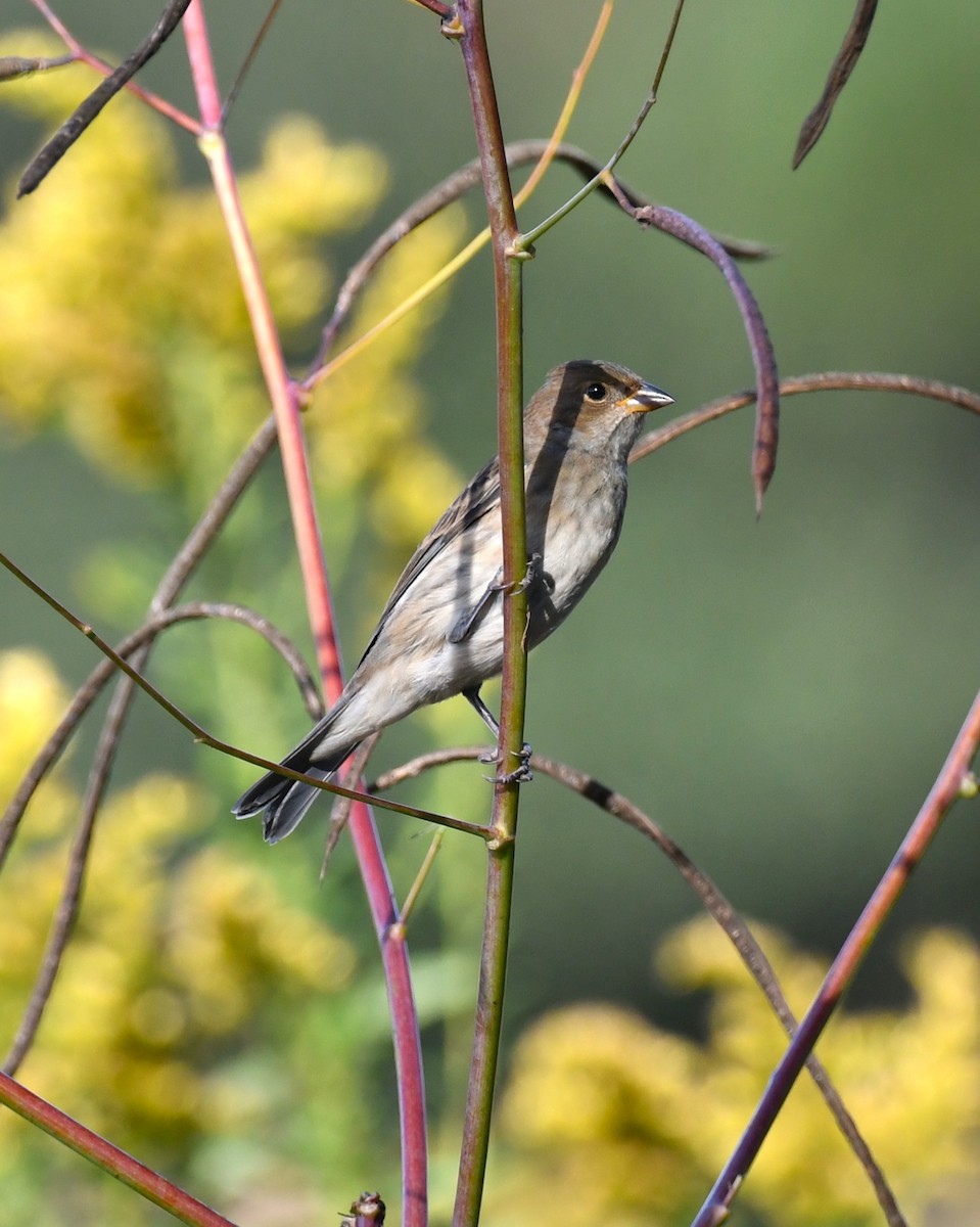 Indigo Bunting - ML644114960