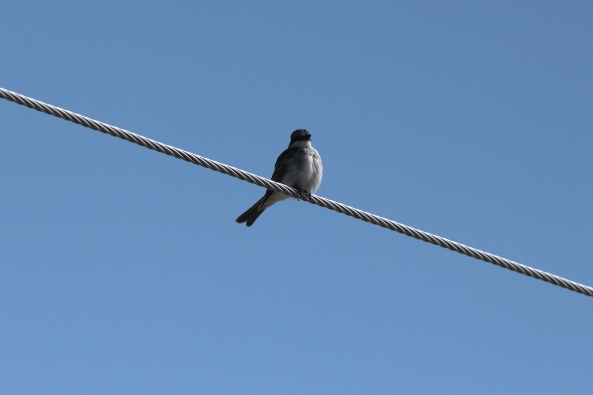 Gray Kingbird - ML644114961