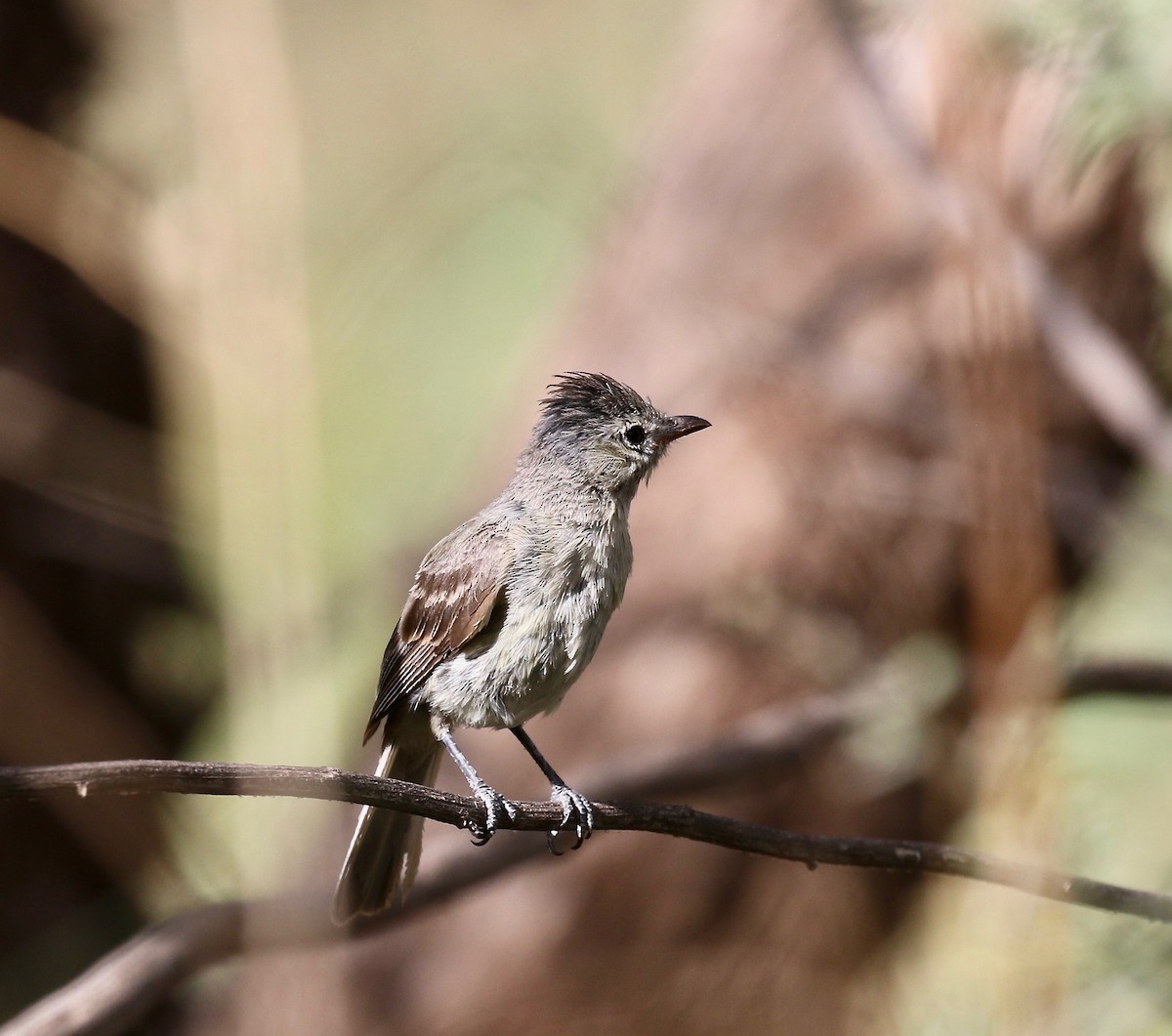 Northern Beardless-Tyrannulet - ML644114968