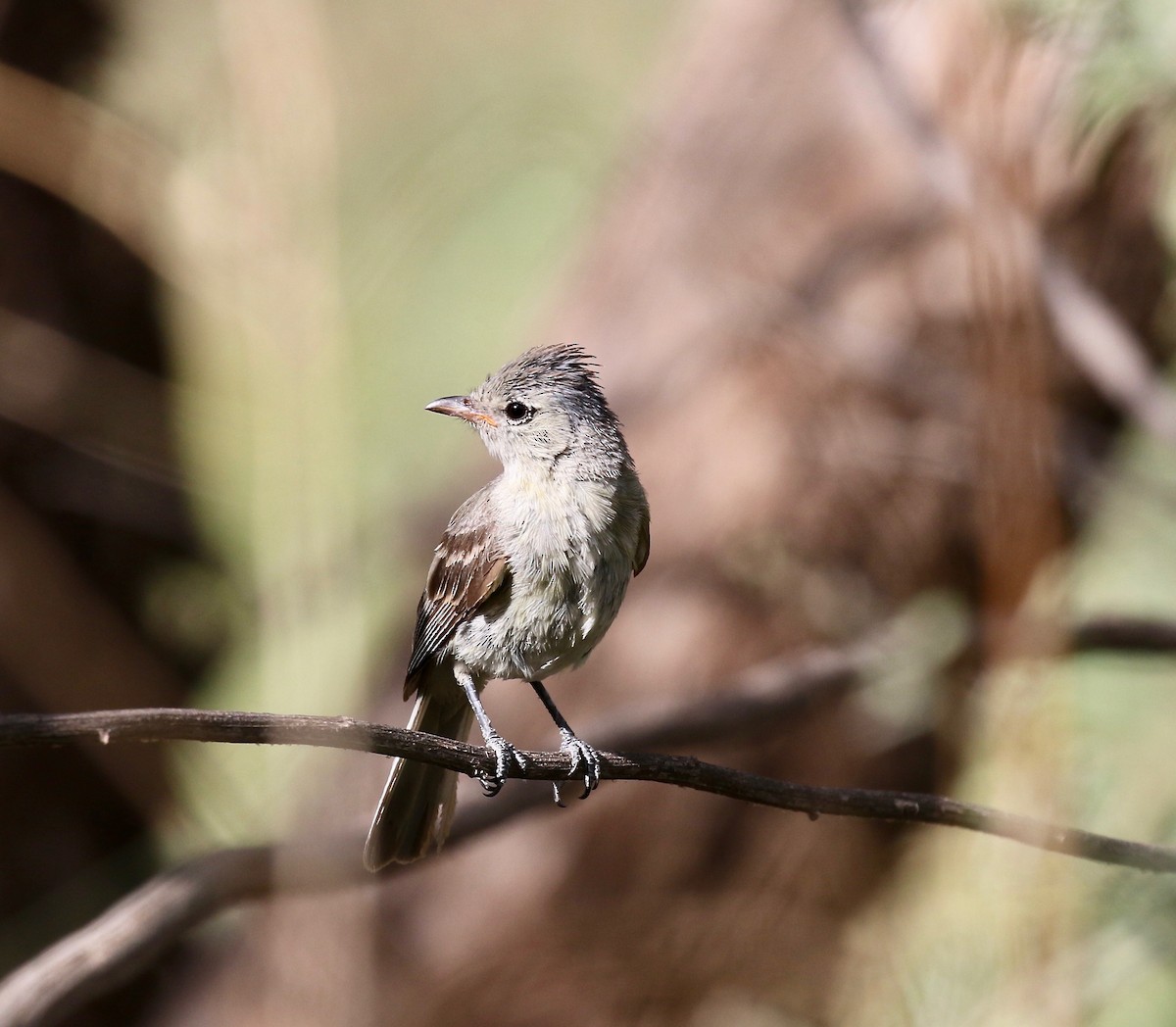 Northern Beardless-Tyrannulet - ML644114969