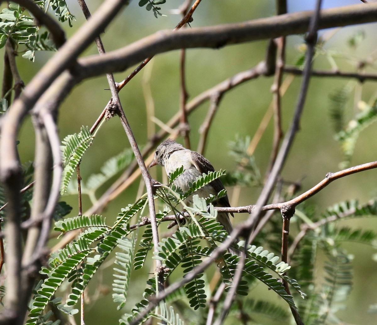 Northern Beardless-Tyrannulet - ML644114970