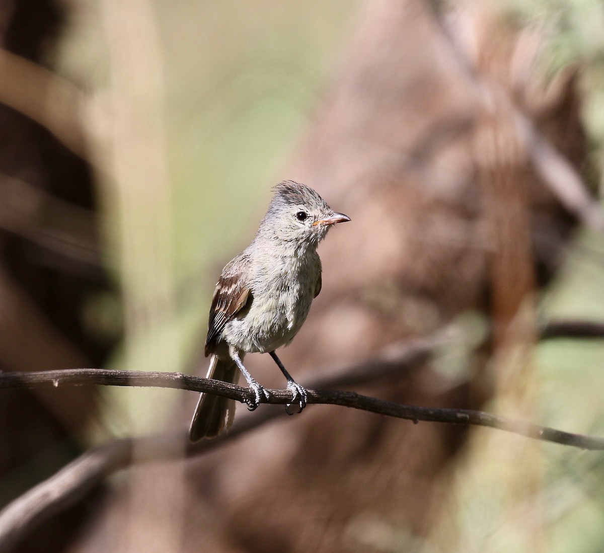 Northern Beardless-Tyrannulet - ML644114972