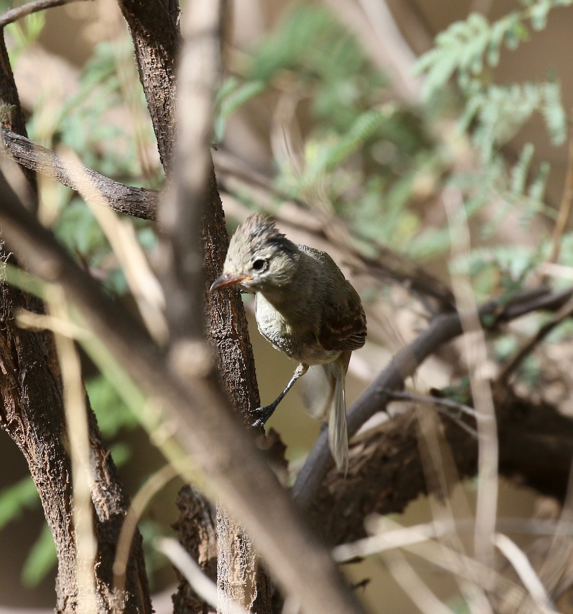 Northern Beardless-Tyrannulet - ML644114973