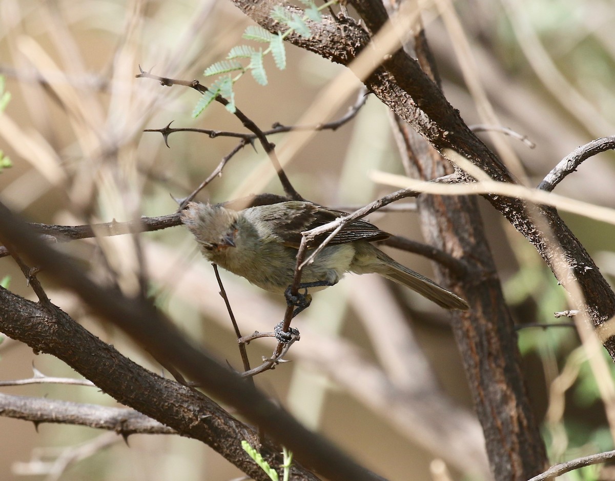 Northern Beardless-Tyrannulet - ML644114974