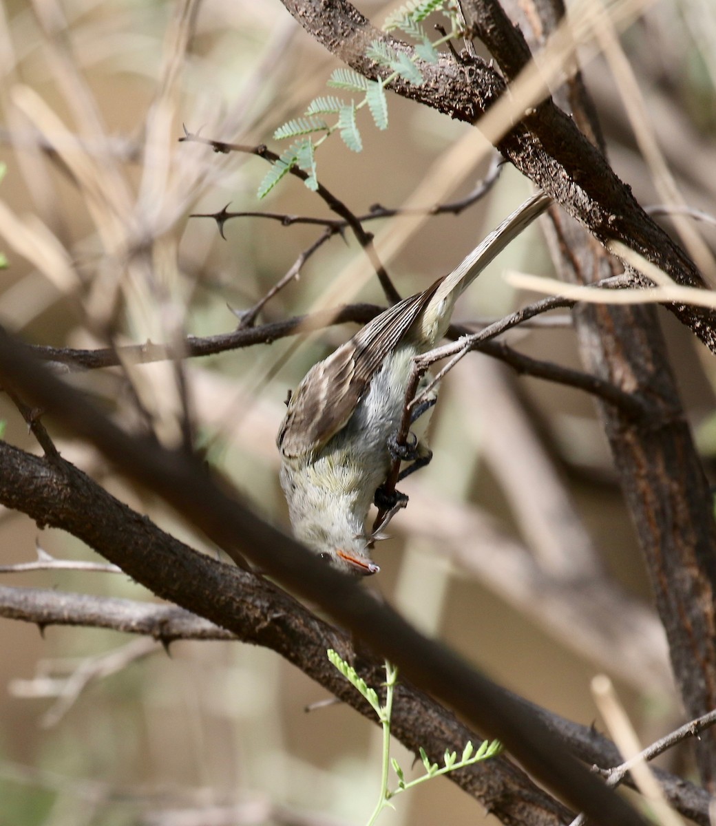 Northern Beardless-Tyrannulet - ML644114975