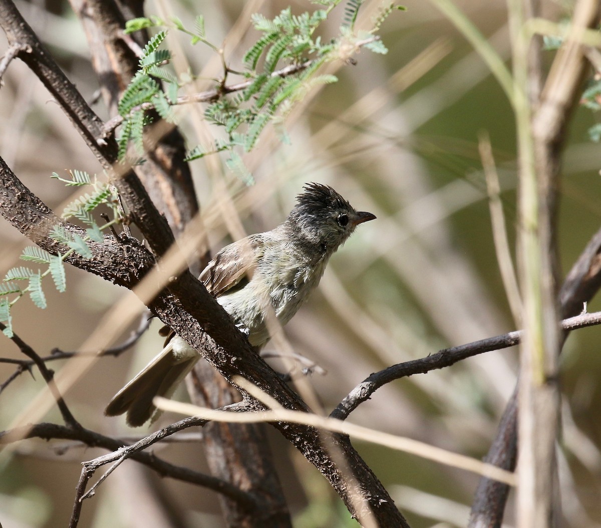 Northern Beardless-Tyrannulet - ML644114977