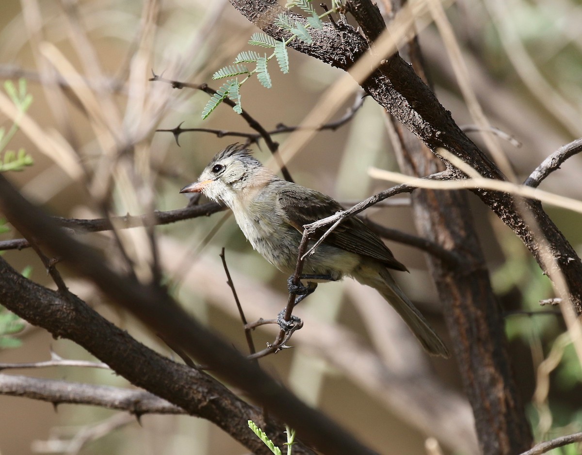Northern Beardless-Tyrannulet - ML644114978