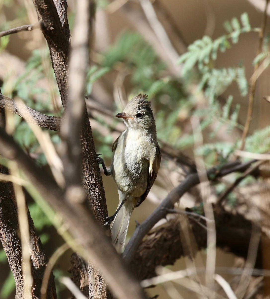 Northern Beardless-Tyrannulet - ML644114980