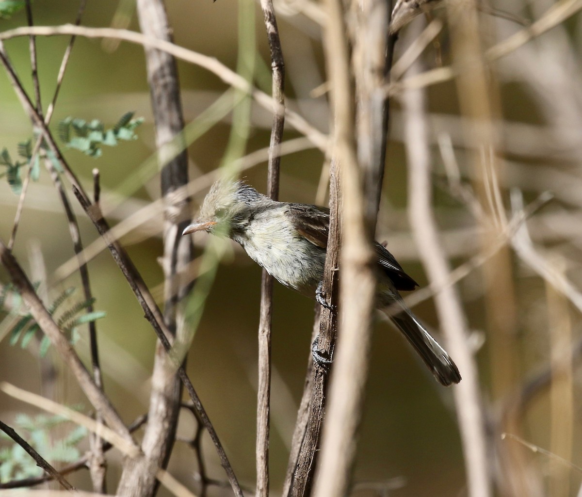 Northern Beardless-Tyrannulet - ML644114982