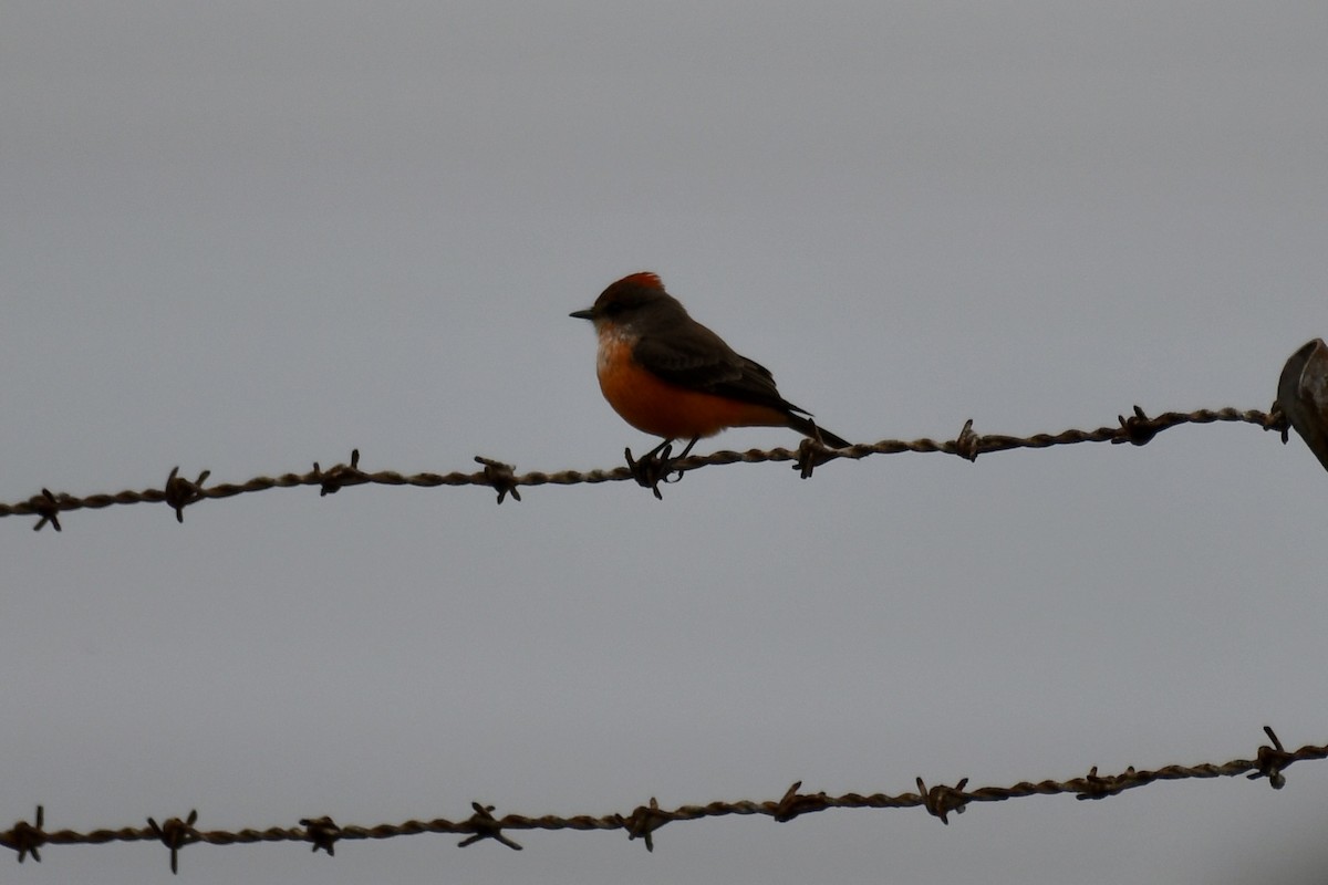 Vermilion Flycatcher - ML644114984