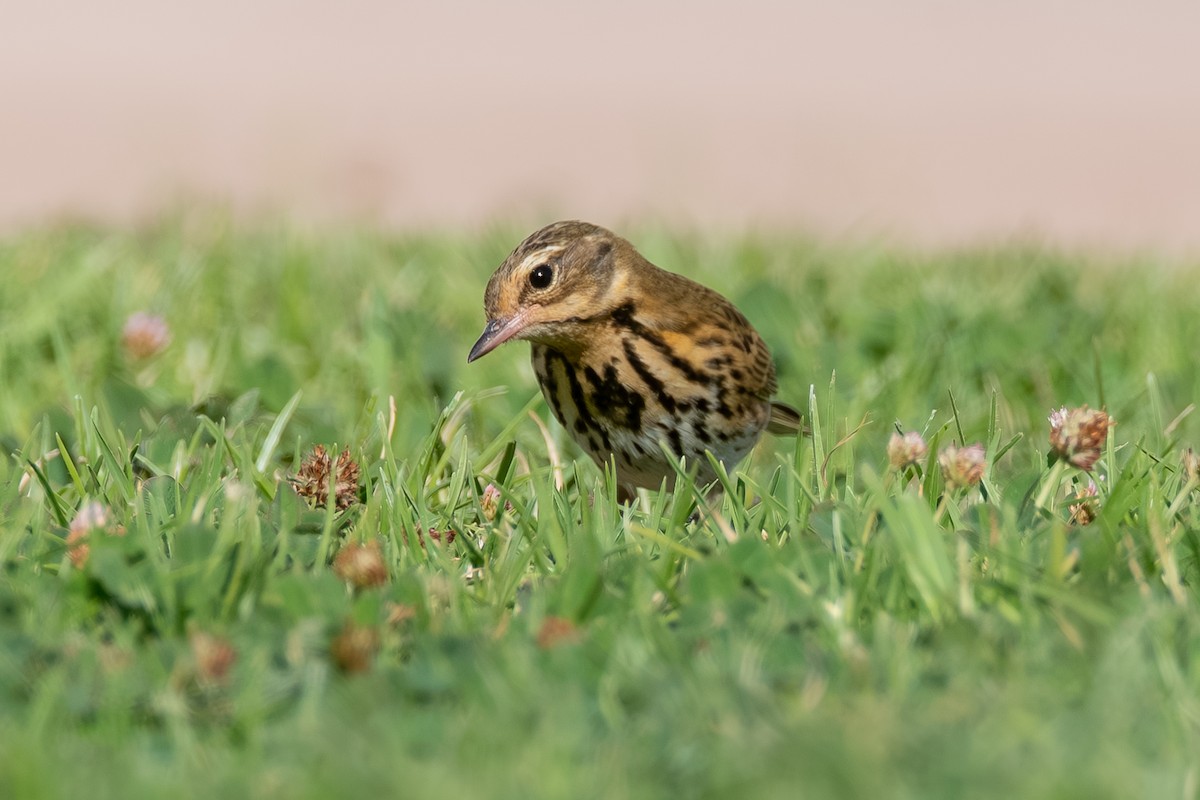 Olive-backed Pipit - ML644114992