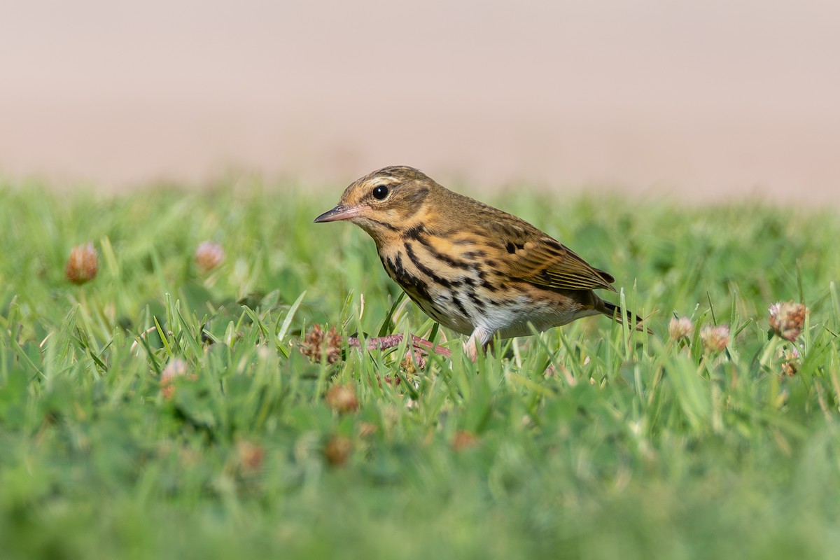 Olive-backed Pipit - ML644114993