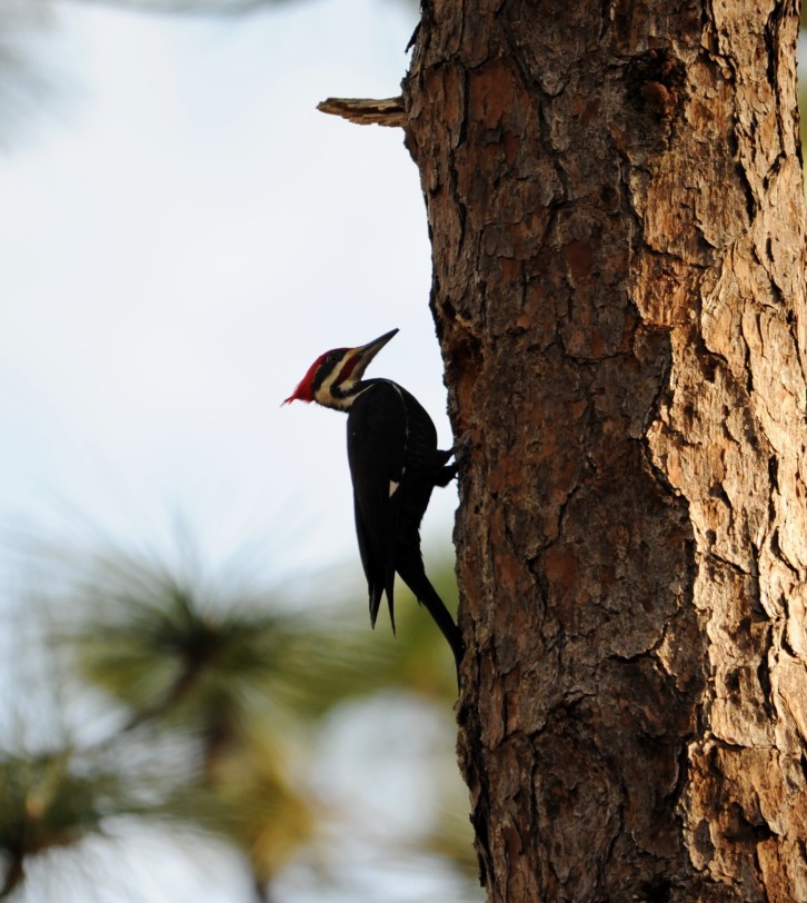 Pileated Woodpecker - ML644114997