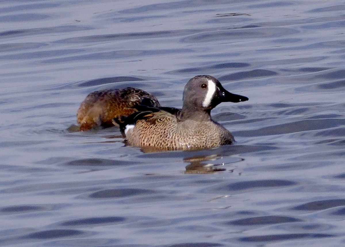 Blue-winged Teal - ML644115001
