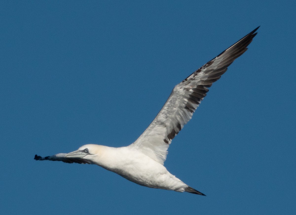 Northern Gannet - ML644115003