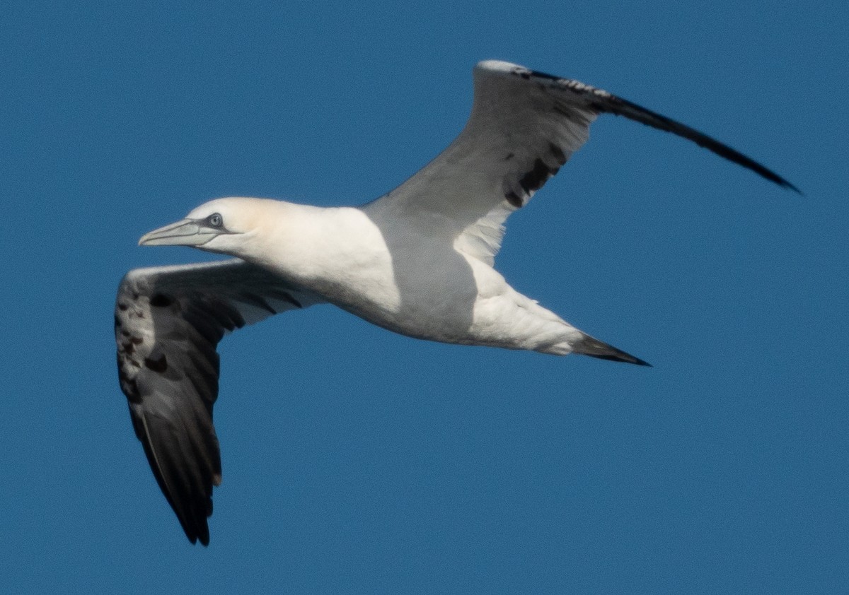 Northern Gannet - ML644115004